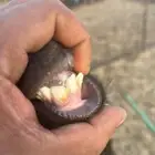 عنز ثنية حالها وسط