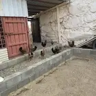 دجاج بلدي فاخر من الاخر