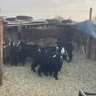 عندي بهم
