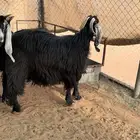 عنز متبع 3 ودافع طيبه