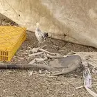 فروخ بلدي