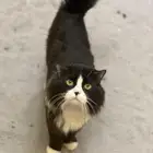 قط للبيع