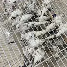 يمام ماسي ابرق