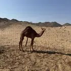 حاشي على حليب امه إلى الان