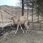 ماشاءالله قعود لبناني ماله اسبوع تقريبا  من يوم فطم من امه