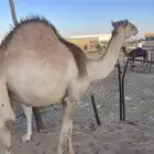 قعدان كفو للمناسبات رقم