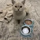 قطة للتبنى العاجل