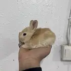 ارانب نذرلاند الهولندية القزمية