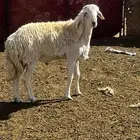 تم البيع