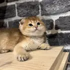 سكوتش للبيع مستوى عالي