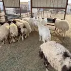 يوجد لدينا ذبايح حري و نعيم