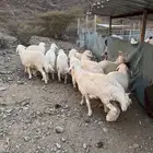 ذبائح حري وسواكن وتيوس