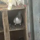 حمام لحم