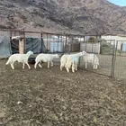 طليان ضحايا