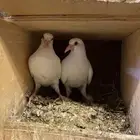 فراخه فرنسي