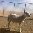 خروف داغور العمر تقريبا  شهر