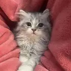 قطط للبيع والتبني