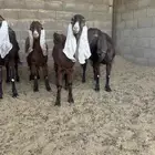 معزا منوه القاني كفوو