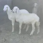 رخال 2