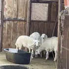 رخال مقنى على السوم