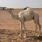 قعدان للبيع