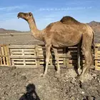 حمراء دهماء ضريبه مجموع بالحليب مبيوع ولدها الحد 4800