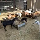 معزاء مشكلة بيشيات وجبلية