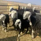 شياة نجد مواليد