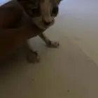 قط للتبني