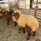 ذبايح