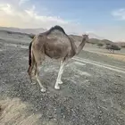 بكره حقه للبيع ونقبل معاريض غنم ولد ولا عشار غنم فقط