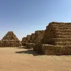 ذرة جيزانية ( حمراء ) لبنة شد 90