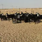 معزاء عوارض مادخلها تهجين