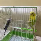 طيور للبيع عدد 2 معه قفص