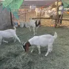 بورقوت تيوس بورقت