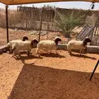 بهم نعيم 4 رخال