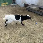 رخل تهاميه العمر 5 اشهر مشروطه من جميع الامراض سمينه