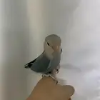 طير روز أليف بالزلفي