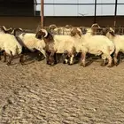 فحول أنعيم مشروطه اللبييع