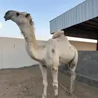 بعير ثني