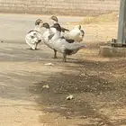 وز بلدي