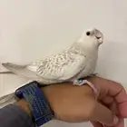 كروان كريمي تم البيع