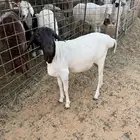 بربري خروف ثاني
