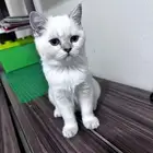 كيتن ذكر سكوتش ستريت