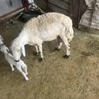 غنم مقنى حريه 5 عليها ثلاثه الباقي دفع الحلال شرط ديوسها