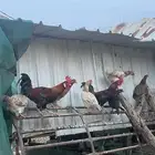 دجاج بلدي عربي اصيل