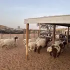 للبيع ذبايح كفوو وفيه منها تمايم