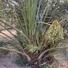 نخل مثمر للبيع