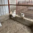 دجاج براهما