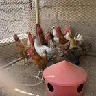 ديكه بط وز بط سوداني